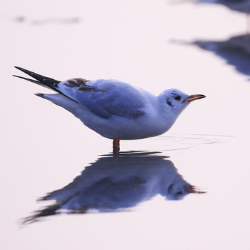 海鷗