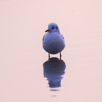 海鷗