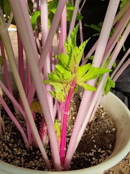 盆栽紅芹菜