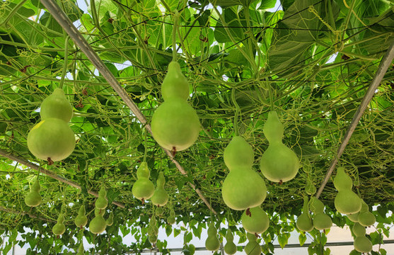 小葫蘆