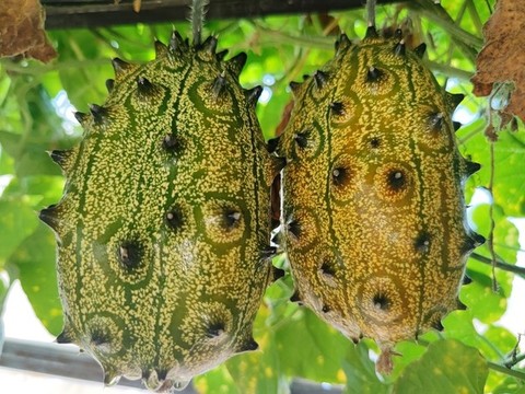 火參果