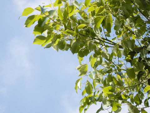 樹枝枝葉