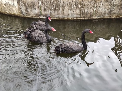 黑天鵝