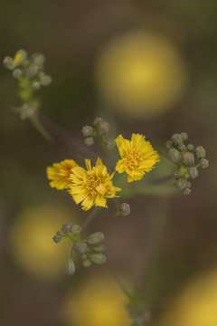 小黃花黃花