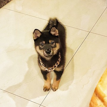 寵物狗柴犬