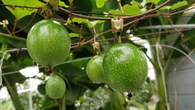 黃金百香果