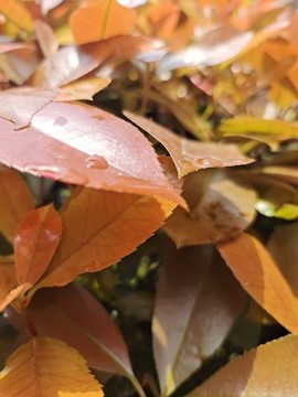 雨后紅葉子