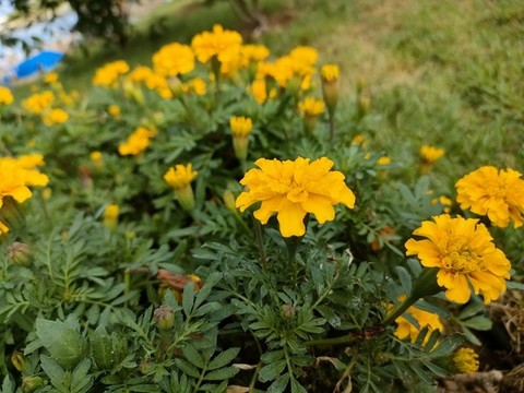 萬壽菊