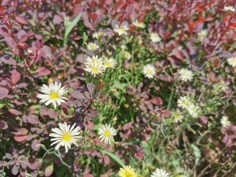 中華苦荬菜