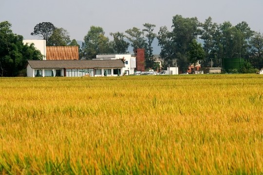 農(nóng)家稻田