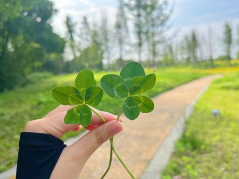 五葉草