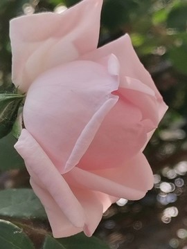 粉玫瑰