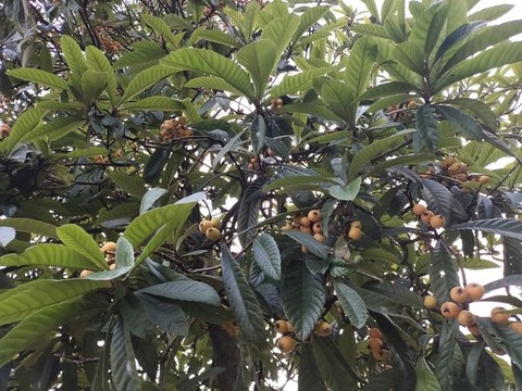 枇杷果實(shí)