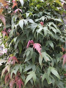 紅楓