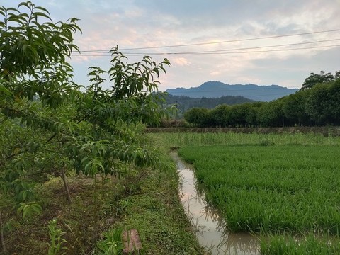 農(nóng)田