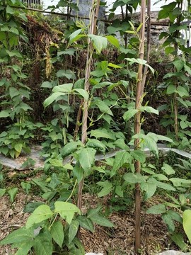 四季豆與缸豆