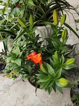 橙色百合花