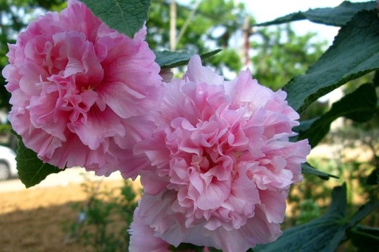 蜀葵