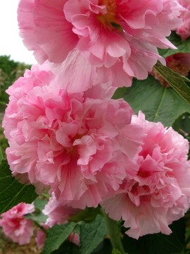 蜀葵