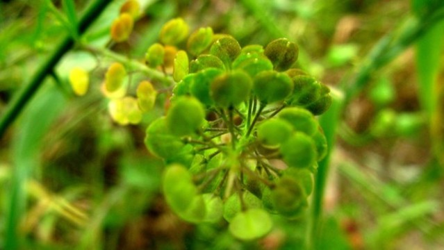 獨(dú)行菜