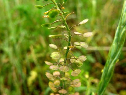 獨行菜