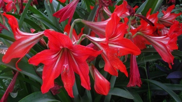 朱頂紅