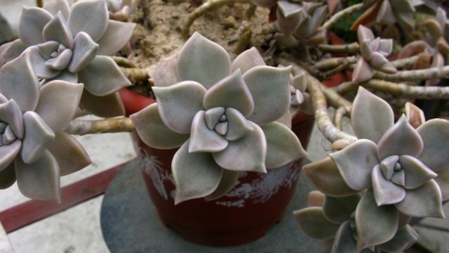 朧月