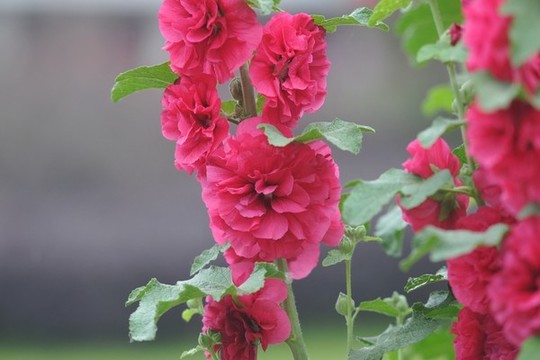 蜀葵