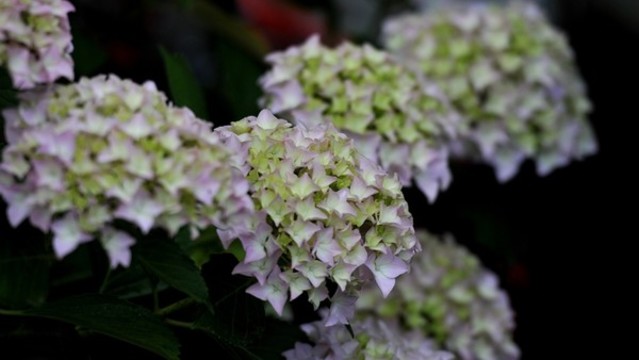 繡球花
