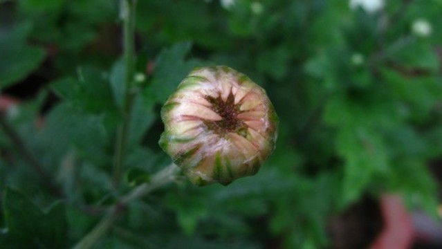菊花