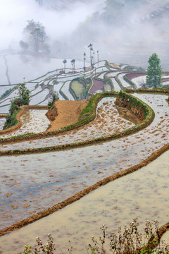 元陽梯田