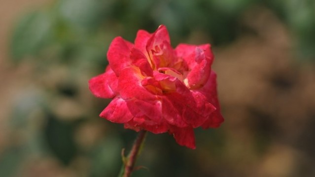 月季花