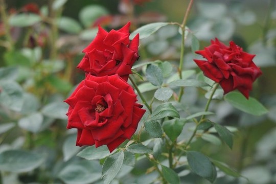 月季花