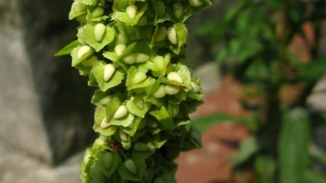 酸模