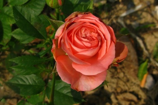 月季花