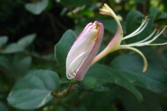 金銀花
