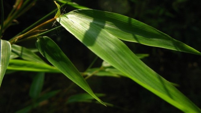 淡竹葉