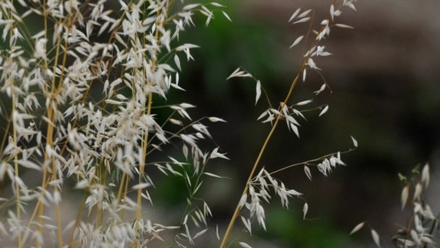 野燕麥