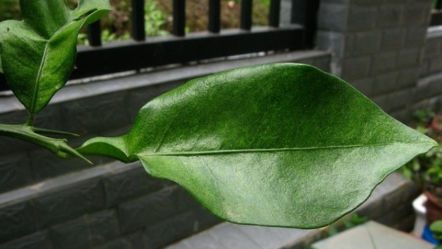 柑橘樹葉