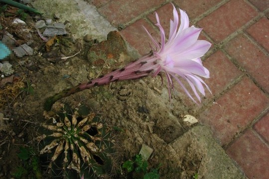 仙人球花