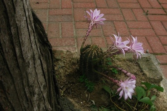 仙人球花