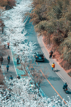 疫情下的櫻花路