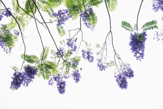 藍花楹背景
