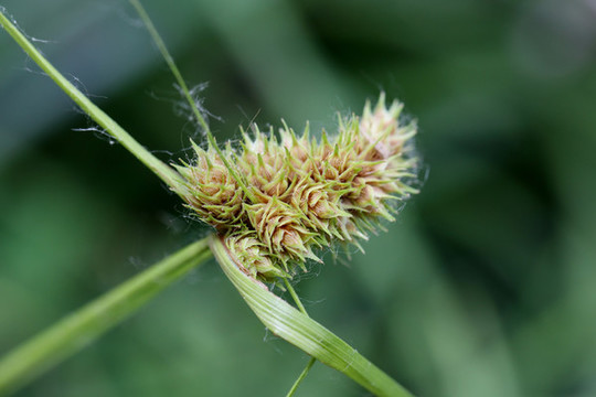 莎草