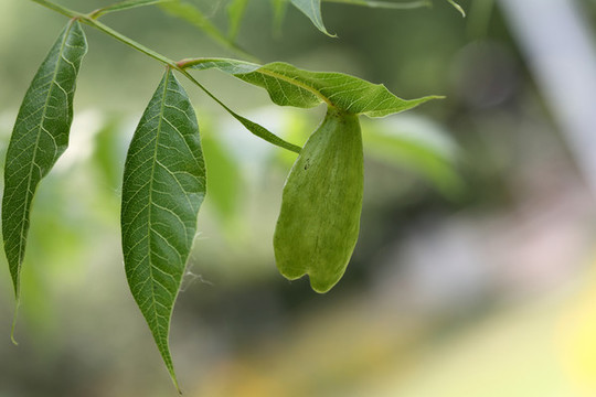 木附子