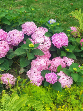 繡球花