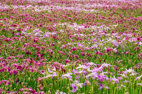 鳶尾花花海素材
