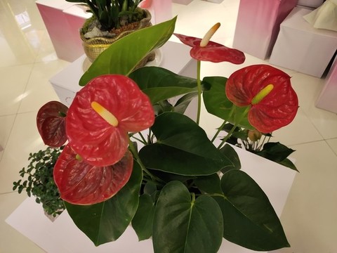紅掌鮮花