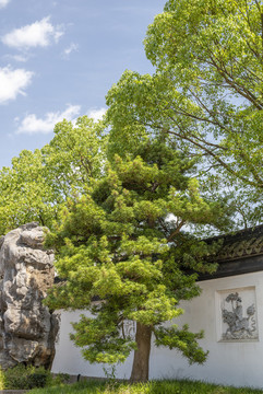 園林羅漢松