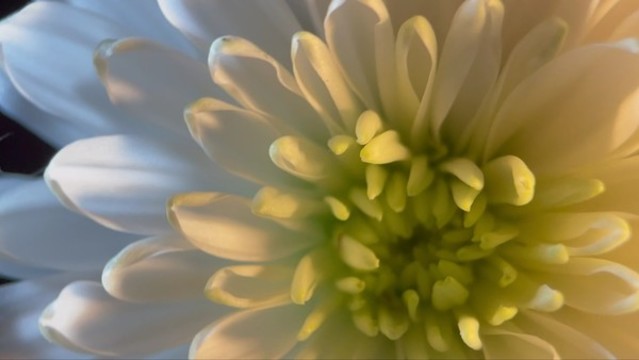 鮮花攝影白色菊花